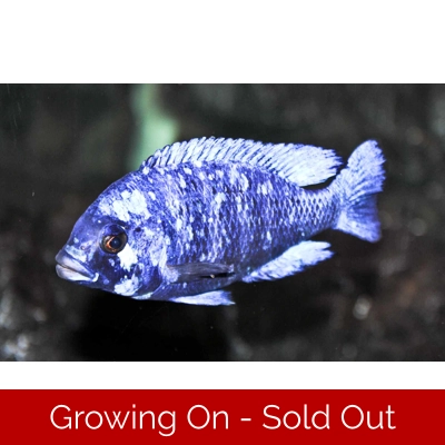 MALE ONLY, F2 Placidochromis sp. ''Phenochilus Tanzania'' 7-8cm